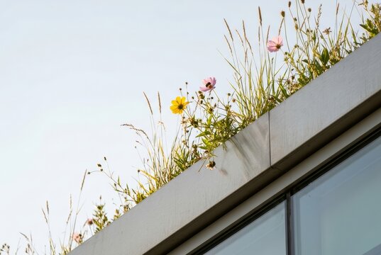 Wildflowers and grasses growing on a green roof edge against a clear sky, modern building facade below. Sustainable architecture and biodiversity