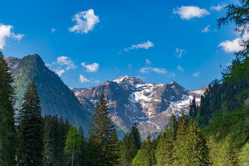 Fototapeta premium Forest nature with alpine mount. Nature in alp mountain countryside. Beautiful landscape mountain. Scenery coniferous forest. Pine tree and mountain forest landscape. Mountain landscape