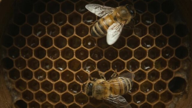 Honey bees crawl over honeycomb, foraging on dark wax cells in natural macro scene. Bees move busily across hive surface, showing detailed wings, striped bodies, and focused activity.