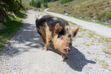 Pig in countryside. Domestic animal on summer farm. Pig at farming. Boar animal on village farm. Pig grazing on rural farm. Domestic pig on countryside farm. Piglet explores pasture at pigpen © be free