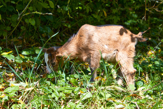 Eine gefleckte Ziege senkt den Kopf in dichtes Gr&uuml;n und frisst zwischen Gras und Bl&auml;ttern.