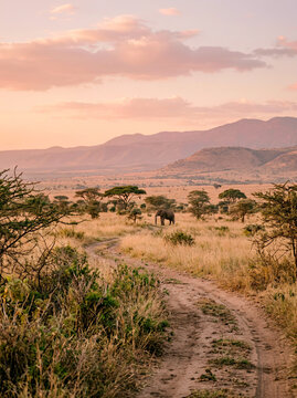 African elephant walking a dirt track on a grassy plain at pink sunset