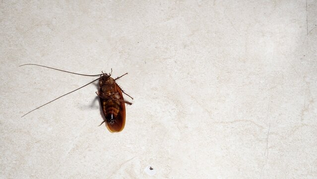 Dead cockroach killed by insecticide spray on a household floor, representing pest control, cockroach infestation, insect extermination, pesticide treatment, home sanitation, hygiene, and pest managem