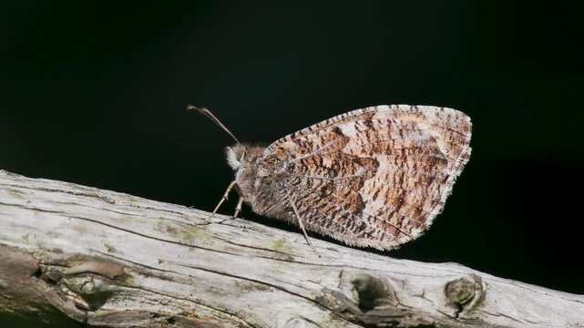 A Grayling Butterfly Resting on a Branch