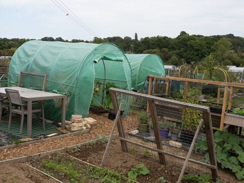 View of a typical allotment showing a variety of food being grown during autumn