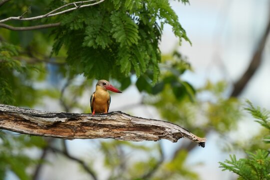 The common kingfisher inhabits the wild in the forests of Thailand.