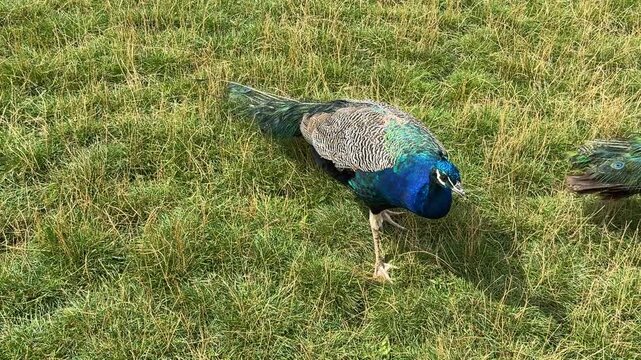 Peacock Walking on Grass in France. Beautiful Bird with Colorful Plumage in a Field on a Sunny Day. Wildlife in Natural Habitat.