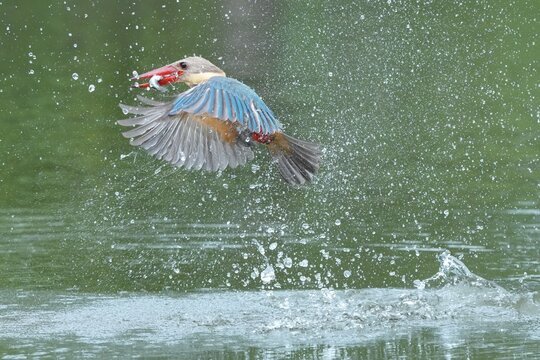 The common kingfisher inhabits the wild in the forests of Thailand.