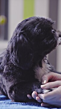Dog paw massage on soft blue table at dog salon