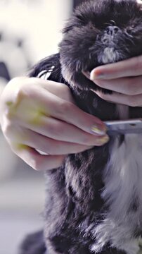 Refocus from flower to person combing cute dog hair under head close up