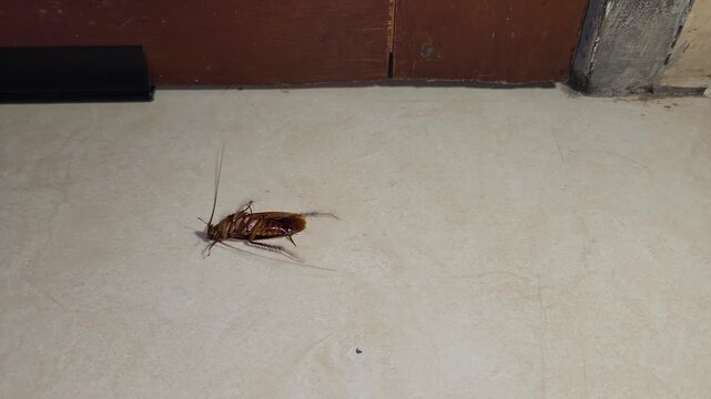 Dead cockroach killed by insecticide spray on a household floor, representing pest control, cockroach infestation, insect extermination, pesticide treatment, home sanitation, hygiene, and pest managem