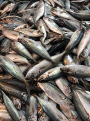 Fototapeta premium fresh fish at the market