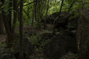 Fototapeta premium Moody forest landscape with large mossy boulders and dirt trail among trees