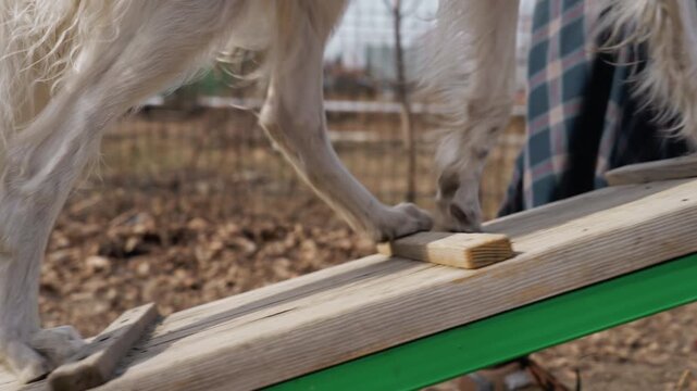 White dog navigates wooden obstacle course outdoors guided by unseen person. sequence shows animal stepping onto and balancing on various planks set at angles with dry leaves scattered