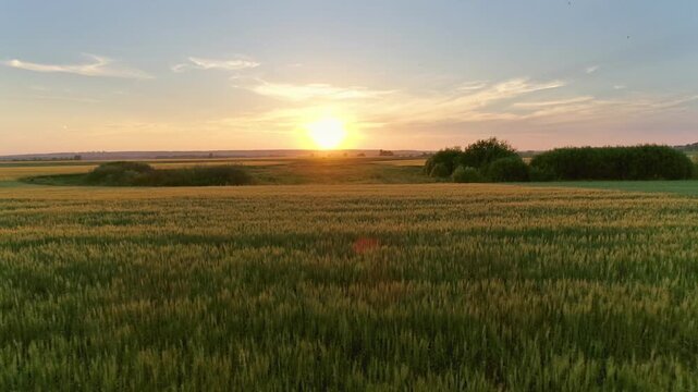 Aerial view of a golden wheat field at sunset with a warm glow over the horizon and distant trees in Russia.