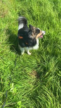 A black-and-white mixed-breed dog in a harness and on a leash is sniffing a mark and rolling in the green grass during a walk.
