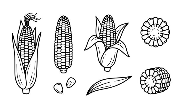 Set of hand drawn corn cobs kernels and leaves isolated on white background in black and white style