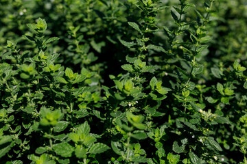 Close-up of vibrant green mint leaves and small white flowers growing in a natural garden. © vegefox.com