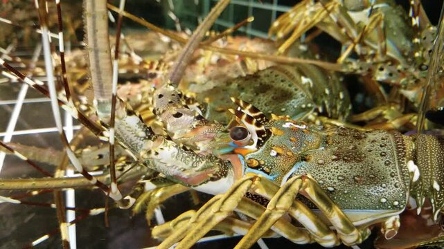 Close-up of the giant lobster