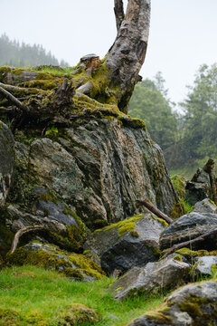 Rock outcropping and craggy tree trunk, both covered with moss, in Maloy, Norway