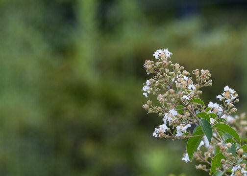 Close up macro of blooming white crape myrtle flowers and buds with soft green bokeh copy space background