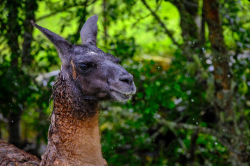 Domestic llama stands in the rain on farm in Norway © Mark Castiglia