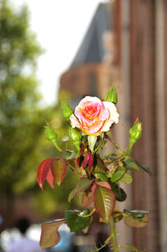 Rose in einem Garten in Harderwijk