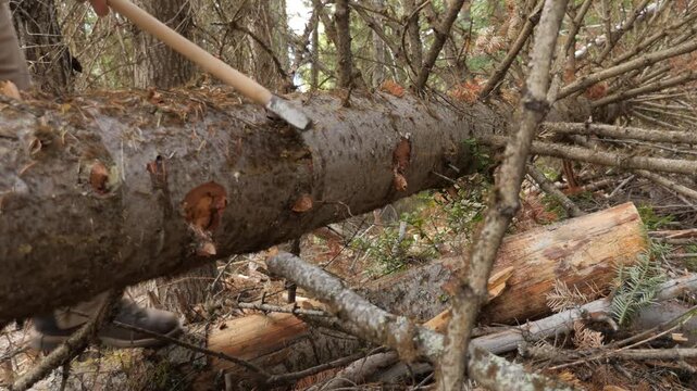 Axe strikes fallen conifer log in low angle forest scene, dense tangled branches and cut wood sections, ground level view with sawed bark detail