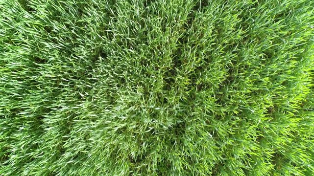 Aerial view of a lush green field of growing wheat swaying in the breeze in Russia.