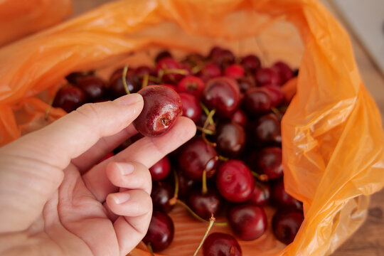 Hand holding a ripe cherry above an open bag filled with fresh fruit. Selecting seasonal cherries during grocery shopping
