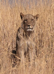 Lion © James