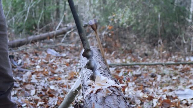 Auger boring into horizontal pine log on forest floor, fresh wood shavings curling from drilled hole, wooden mallet resting nearby, low angle closeup in woodland