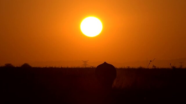 Silhouette of a great white rhino grazing during a breathtaking African sunrise.