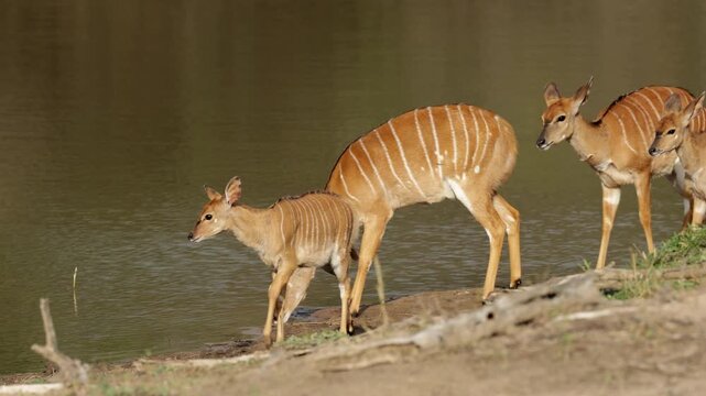  A herd of nyala ewes drinking water in golden light