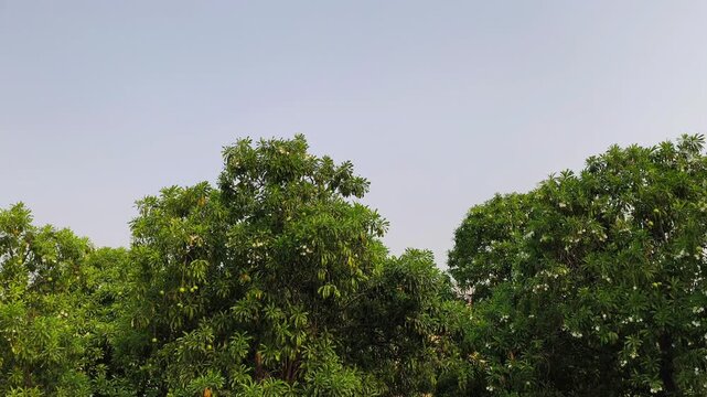 Cerbera odollam tree, commonly known as the suicide tree or pong-pong tree on blue sky background. Features dense, glossy foliage, small white flowers and round green fruit. 4k 60fps video
