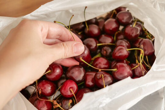 A hand carefully sorts ripe cherries with green stems inside an open white plastic bag resting on a wooden surface. Fresh fruit selection creates a market produce concept.