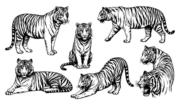Seven Hand Drawn Tiger Sketches Monochrome Wildlife Vector Collage