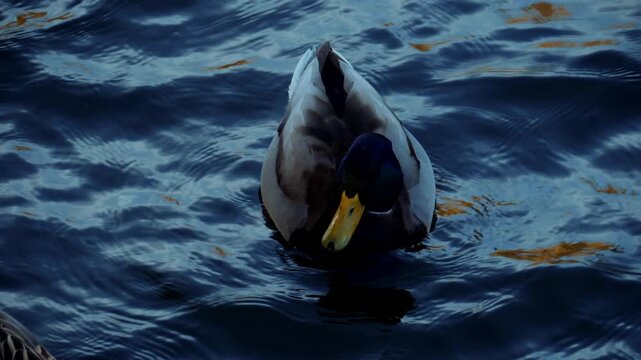 Male mallard swimming forward in rippled pond with golden reflections, head-on portrait framing, iridescent green head, and calm daylight trailing wake close-up view