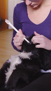 Brushing dog teeth while lying on person lap