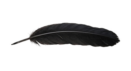 Single black feather isolated on a clean white background with detailed texture © Alla