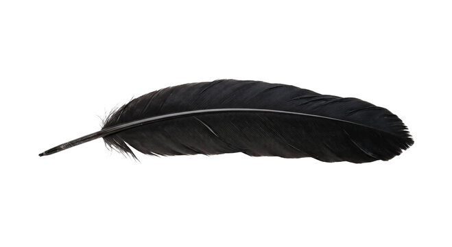 Single black feather isolated on a clean white background with detailed texture