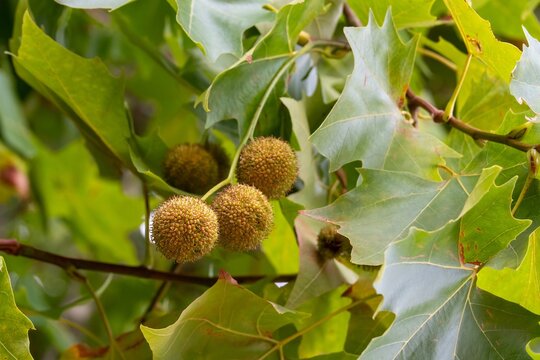 close up of spiky spherical seed balls of the London Plane tree