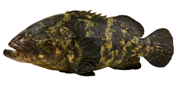 Large Tropical Grouper Fish Profile Cutout Isolated on Transparent Background