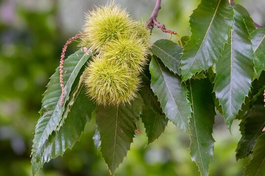 spiny husks on a sweet chestnut tree with dark green leaves in the background