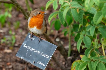 Fototapeta premium Robin red breast Erithacus rubecula perched on a plant sign Sissinghurst Castle Rose
