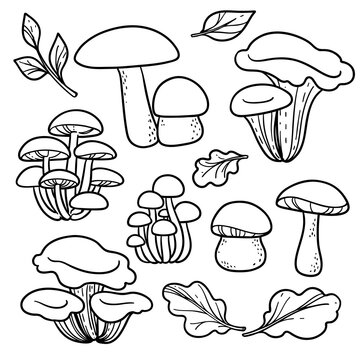 Large set of line drawings of poisonous and edible mushrooms and leaves in various shapes and sizes