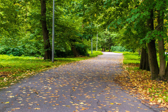 An empty asphalt path winds through a green park scattered with yellow leaves. It evokes early autumn walks and outdoor leisure.