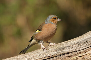 Fototapeta premium Male Common Chaffinch (Fringilla coelebs) perched on a branch, close-up portrait of a colorful wild bird in its natural habitat