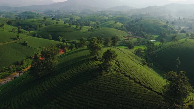 Aerial view of the lush green tea terraces of Long Coc Tea Hill with rolling hills and morning mist in Long Coc, Phu Tho, Vietnam.