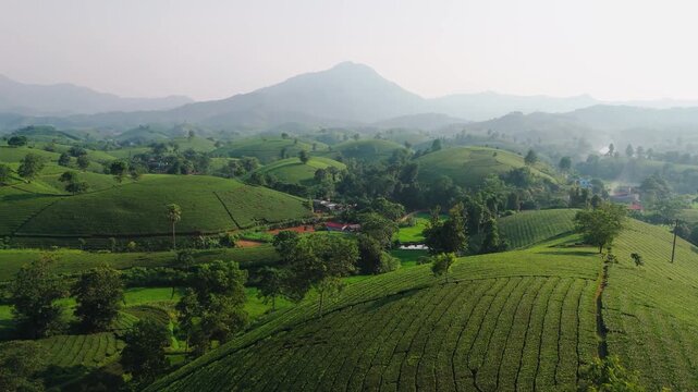 Aerial view of Long Coc Tea Hill with lush green tea plantations on rolling hills in Long Coc, Phu Tho, Vietnam.